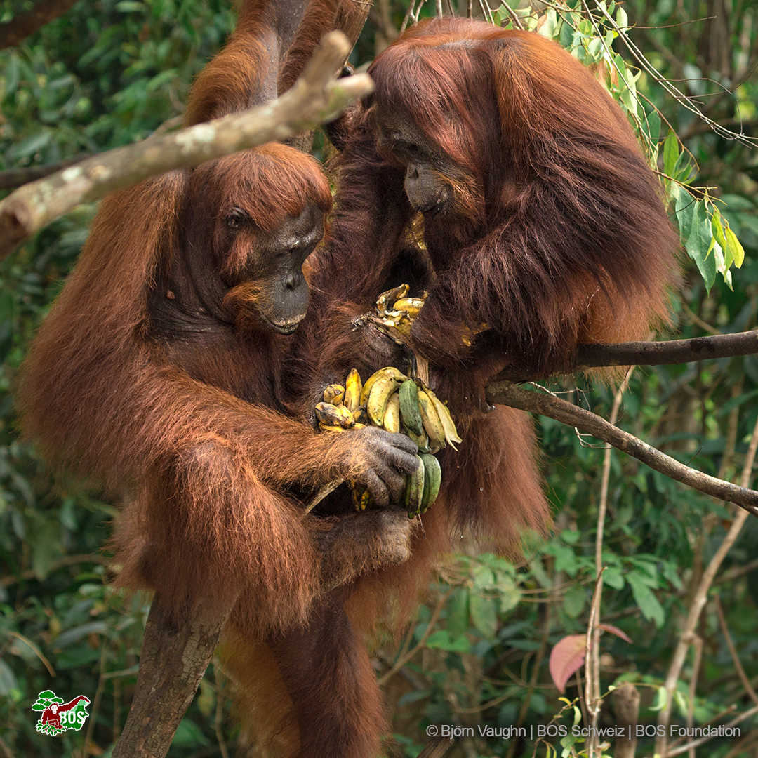 Two orangutans eating bananas